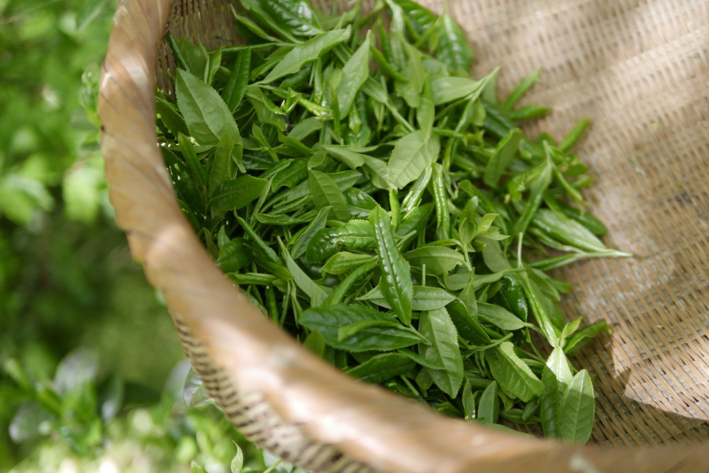 Green tea leaves in bowl